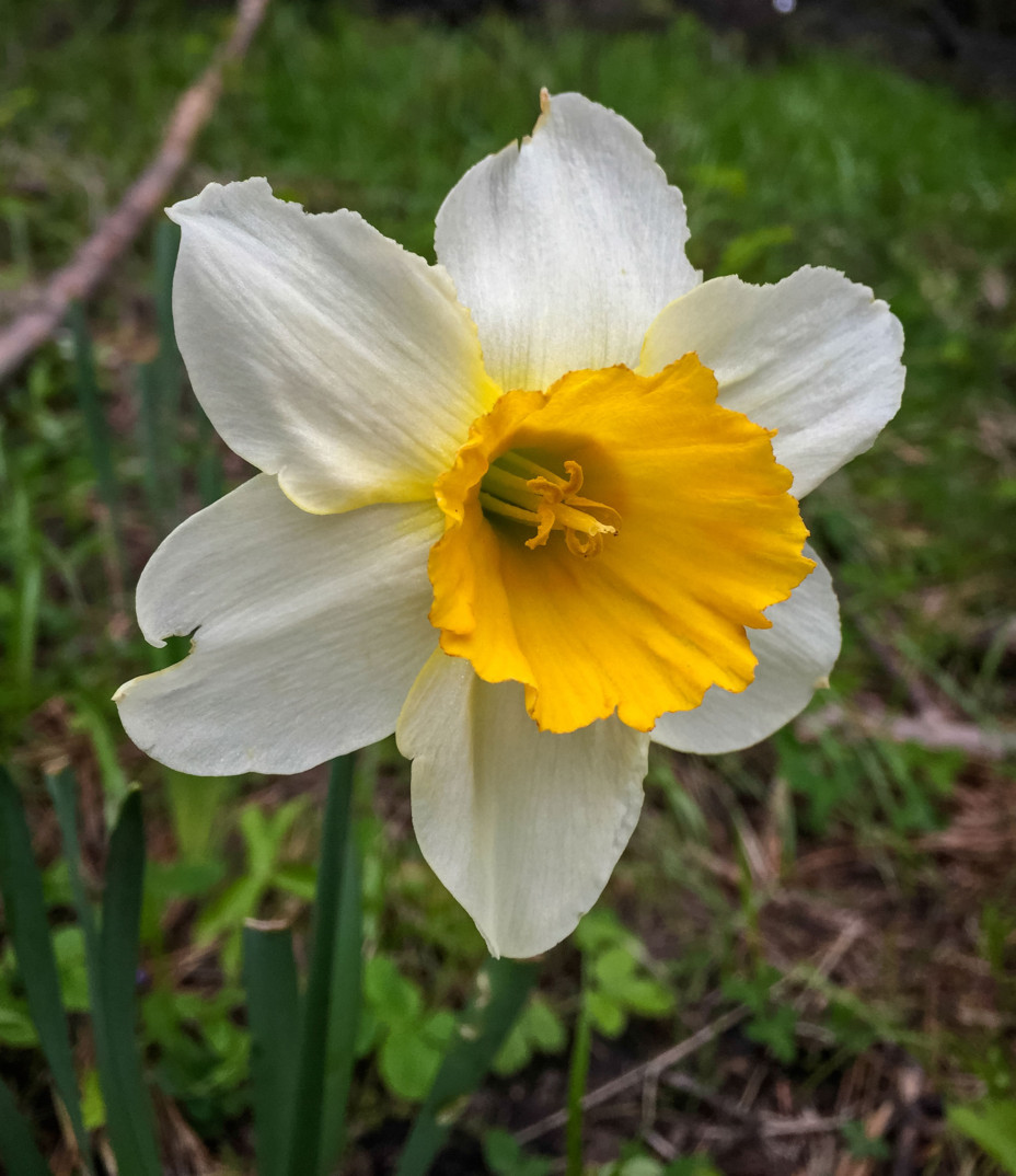 Flowering Bulbs - Beautify your landscape - Pacific Northwest Living