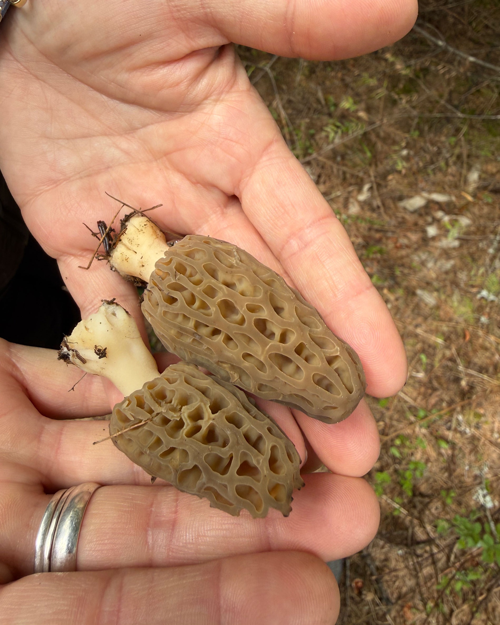 Where the Morels Grow
.
"There have been a few places where I’ve lived and explored that have stayed with me. I find myself returning to those places. Every summer, when the mountaintops reach a critical mass of solar energy and the mountains burst with huckleberries, I’m there."
.
By: Jason Wilmoth